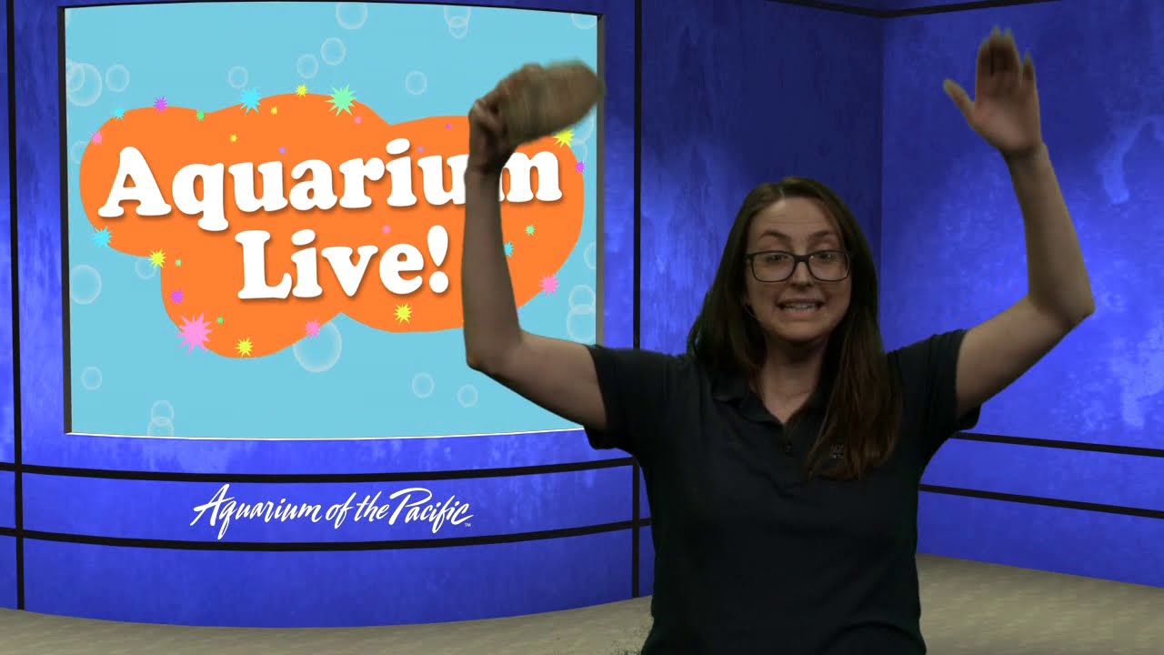 Aquarium Live Ep. 1: Feeding Otters (Gr K-5)