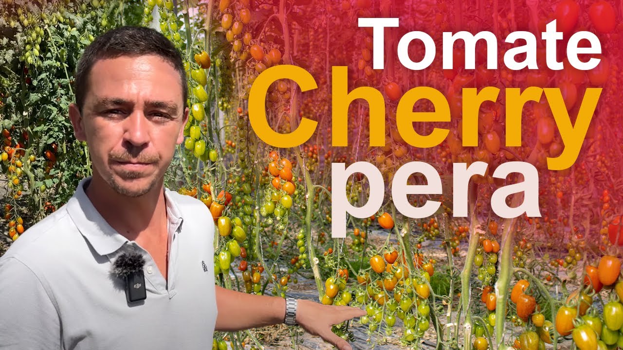 Explicación Cultivo de Tomate Cherry Pera | AGRI consejos