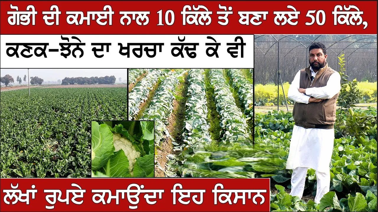 ਗੋਭੀ ਦੀ ਕਮਾਈ ਨਾਲ 10 ਕਿੱਲੇ ਤੋਂ ਬਣਾ ਲਏ 50 ਕਿੱਲੇ,ਕਣਕ ਝੋਨੇ ਦਾ ਖਰਚਾ ਕੱਢ ਕੇ ਵੀ ਲੱਖਾਂ ਰੁਪਏ ਕਮਾਉਂਦਾ ਇਹ ਕਿਸਾਨ