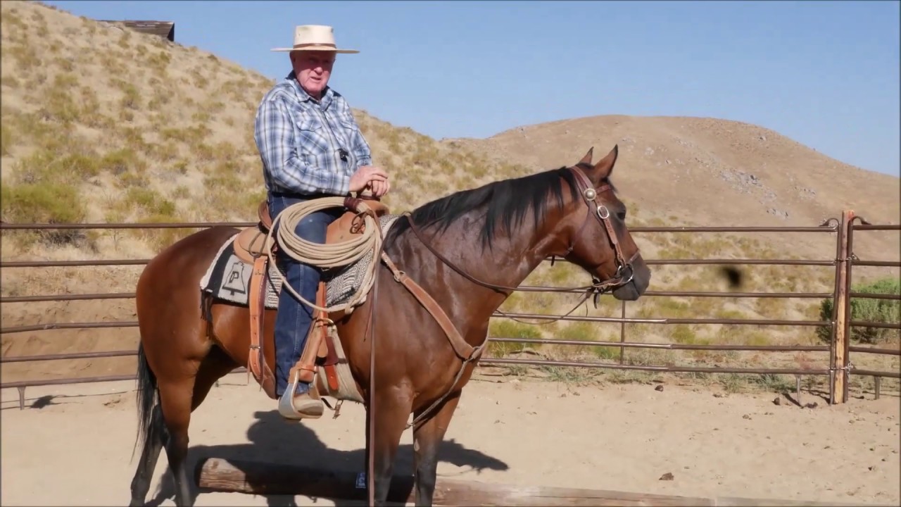 Progress on the Bay Mare: Forward Collection and Sidepassing a Log