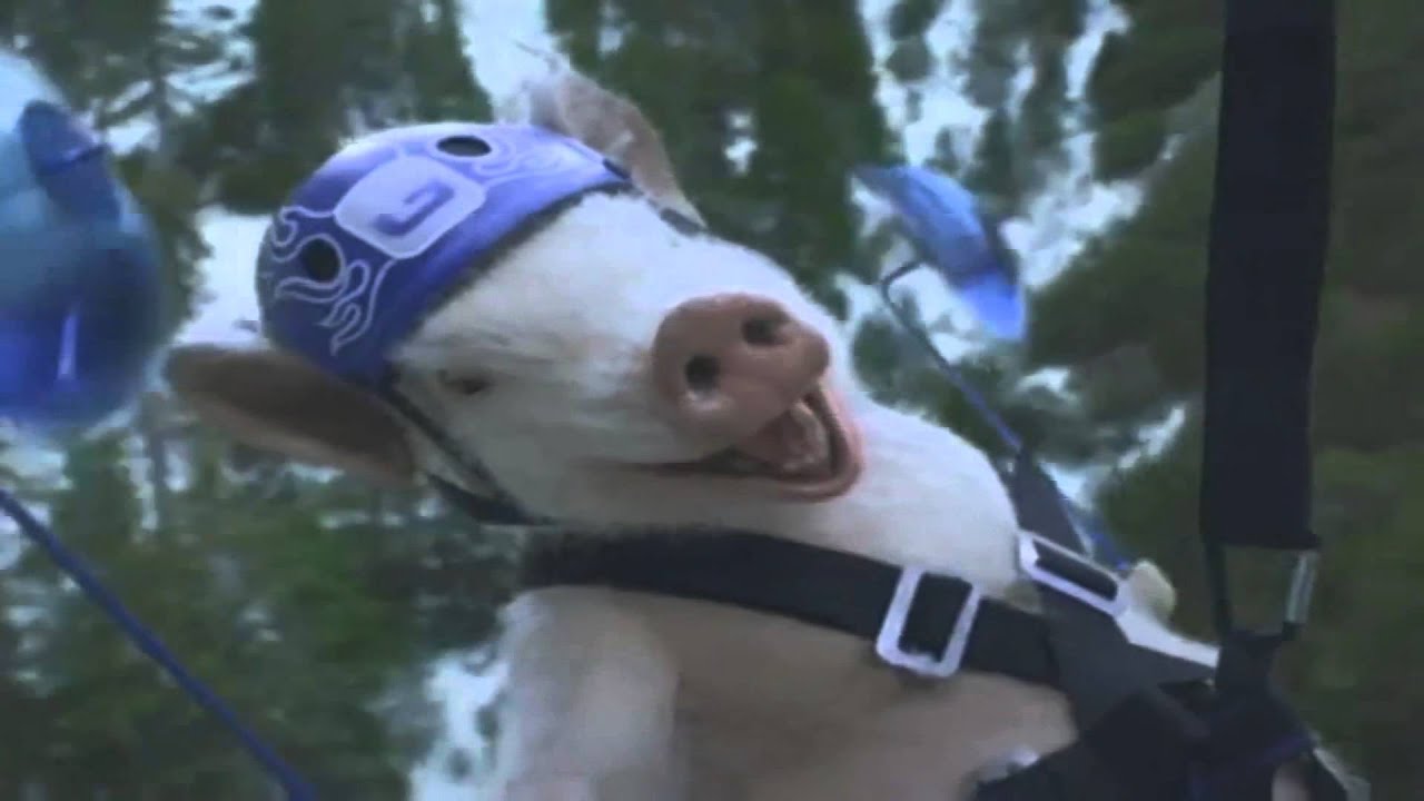 easter 2013 geico pig zipline