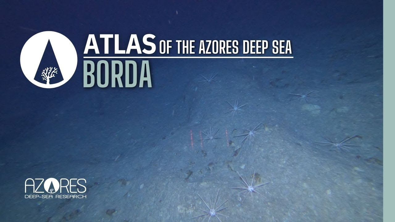Borda seamount | ATLAS of the Azores deep sea