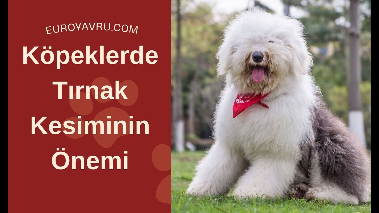 Köpeklerde Tırnak Kesiminin Önemi