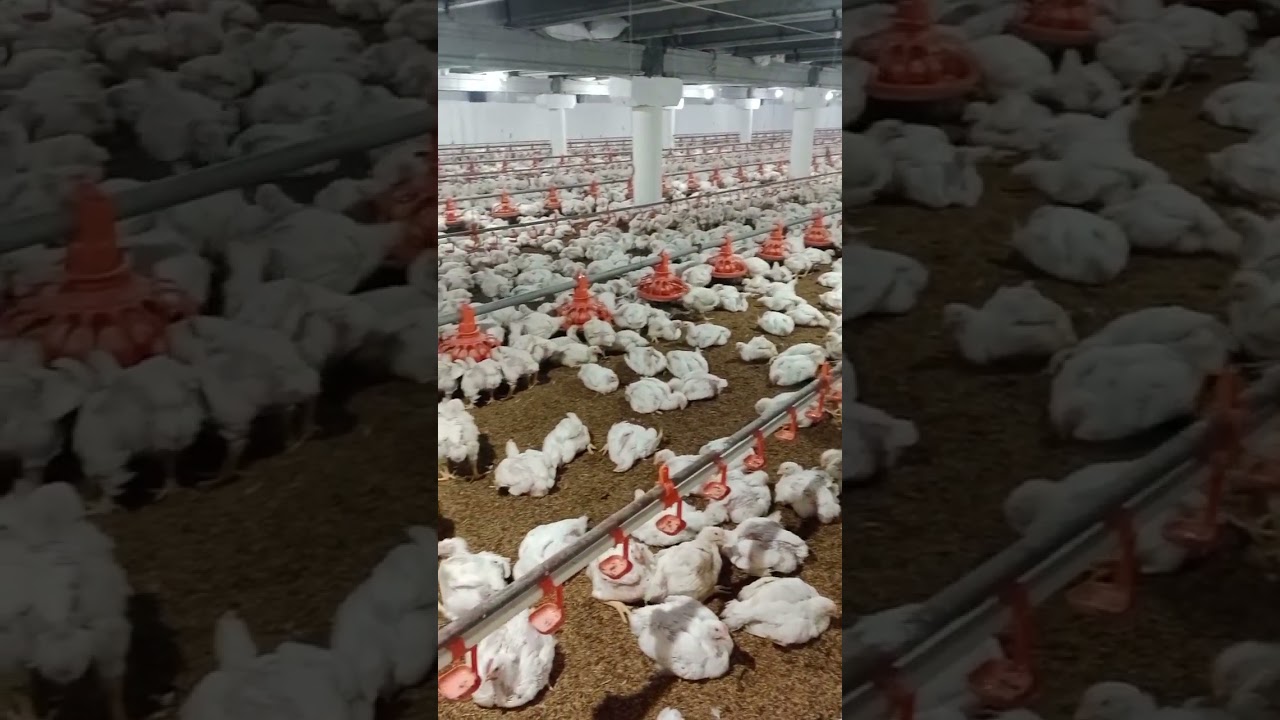 3rd flock day 30 complete #chickenfarm #chickenflock #flockpower