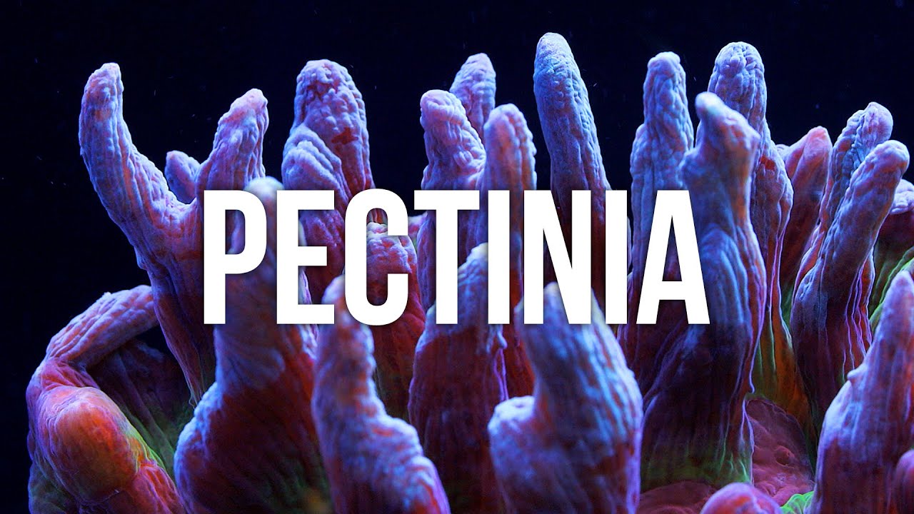 Советы по уходу за кораллами Pectinia