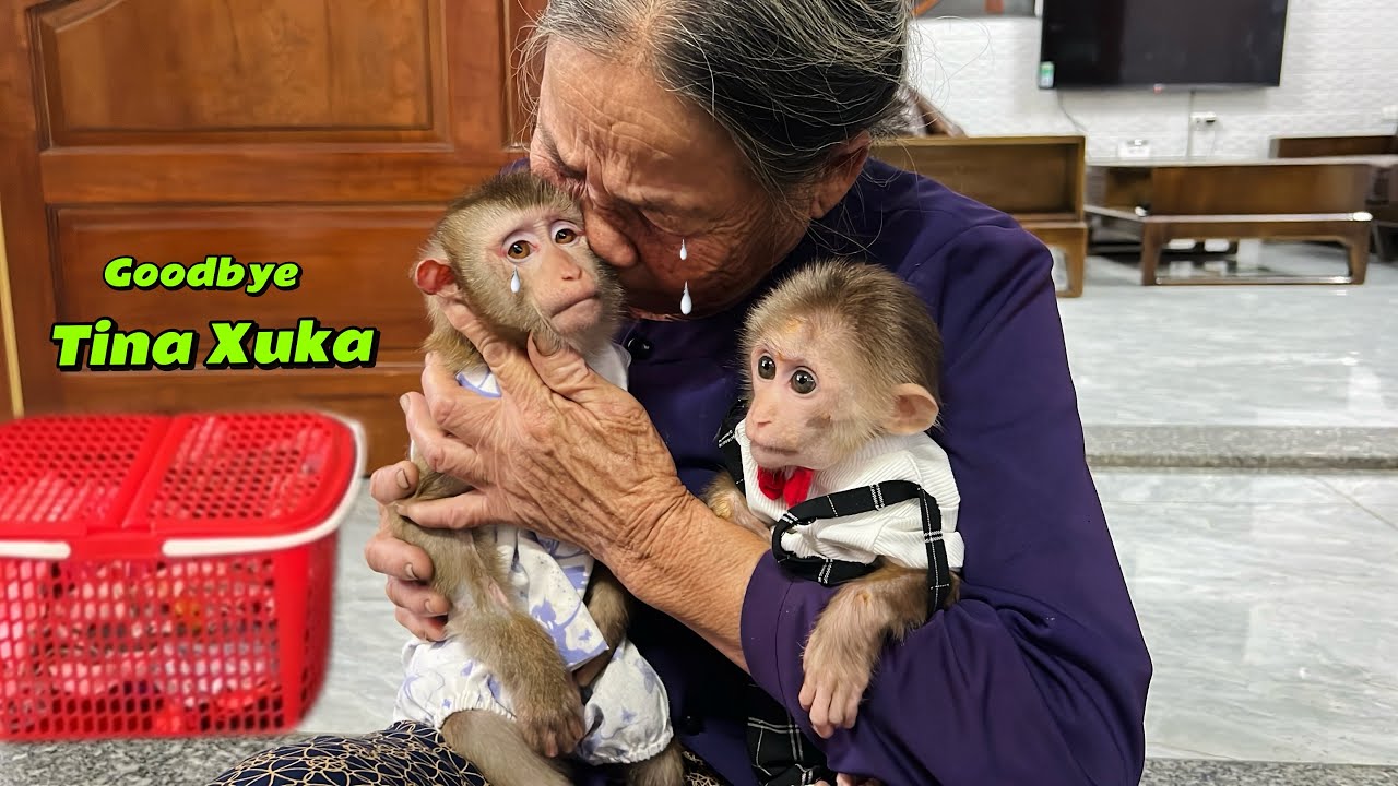 Monkey Tina and Xuka said goodbye to their grandmother to go to their new home.