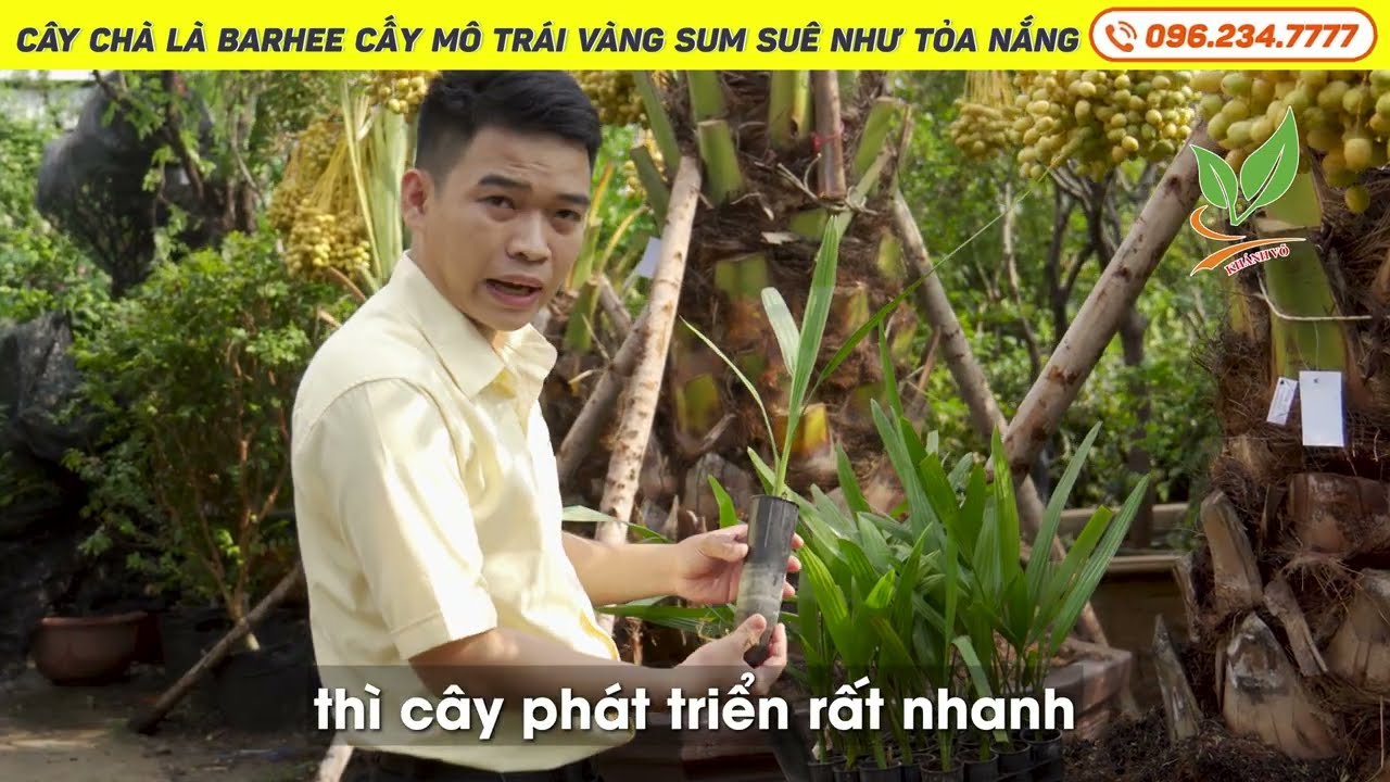 C&acirc;y Ch&agrave; L&agrave; Barhee cấy m&ocirc; tr&aacute;i v&agrave;ng sum su&ecirc; như tỏa nắng | 096 234 7777