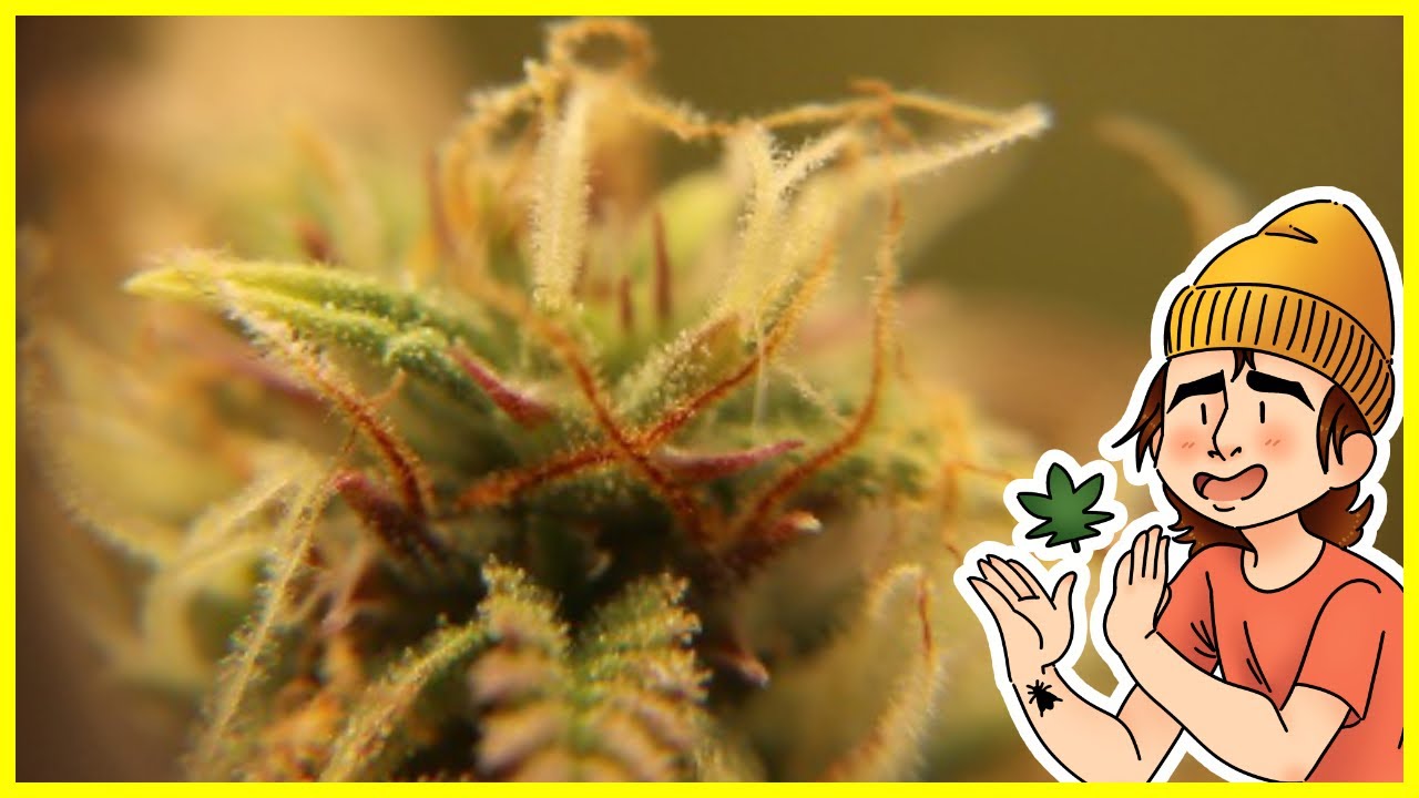 Growing Autoflowers | Ep. 12 (Close-Ups of Trichomes)
