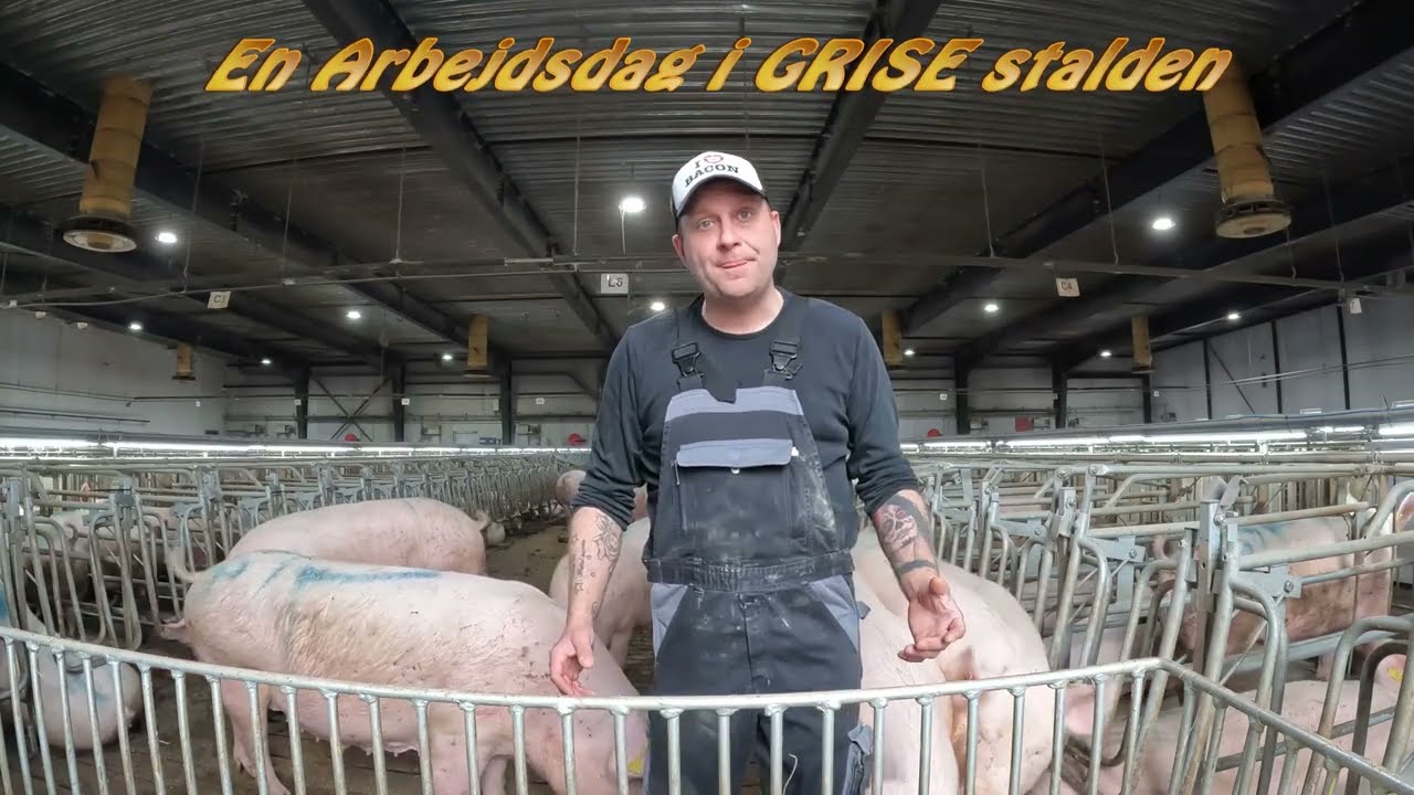En arbejdsdag i GRISE STALDEN 16 🐖 - 