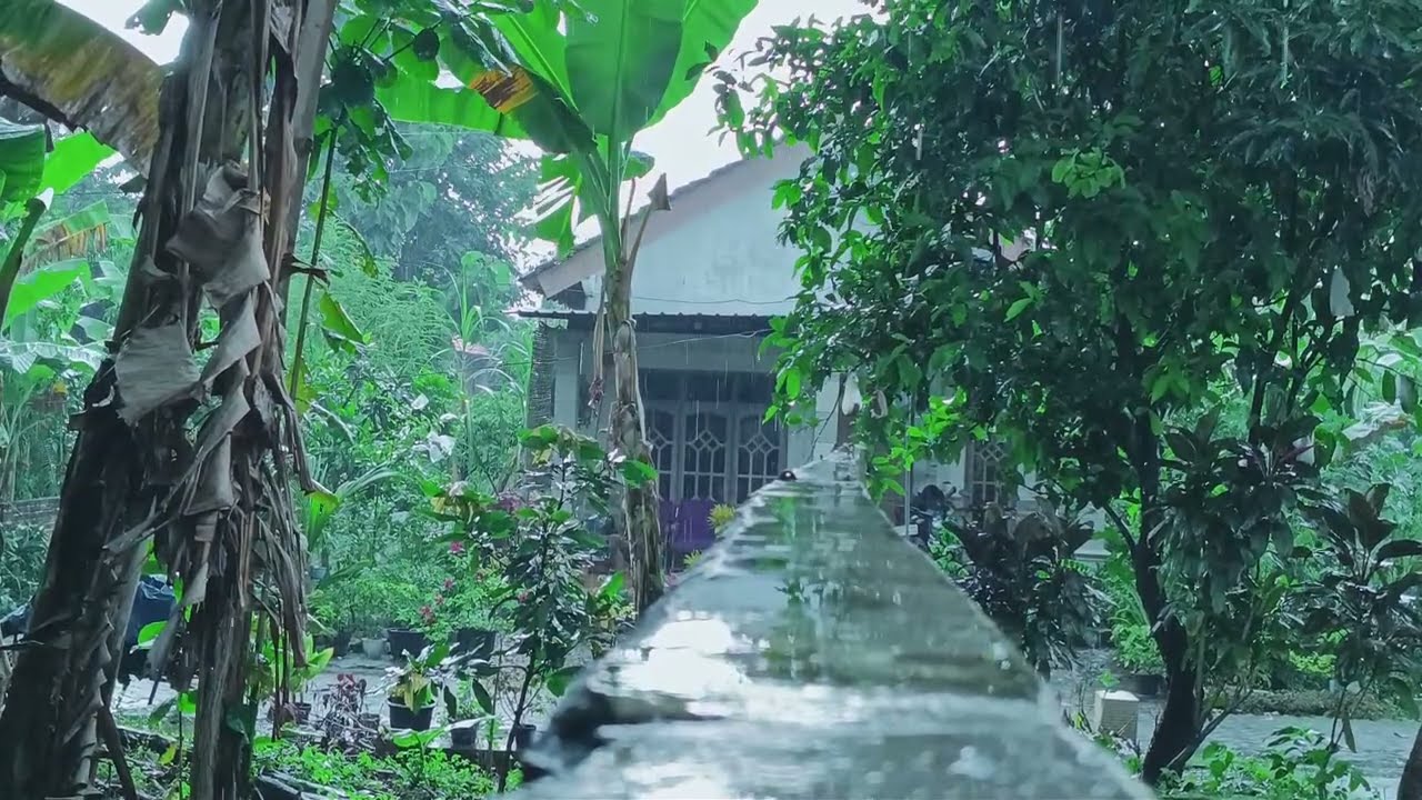 Salinan dari Enjoy the sound of rain in a small village forest