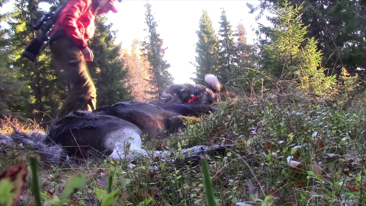 TRAILER Br&ouml;derna Bravader - &Auml;lgjakt