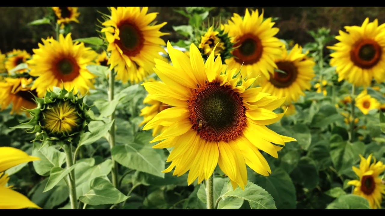 Sunflower smiles, bee hums || 4K ||