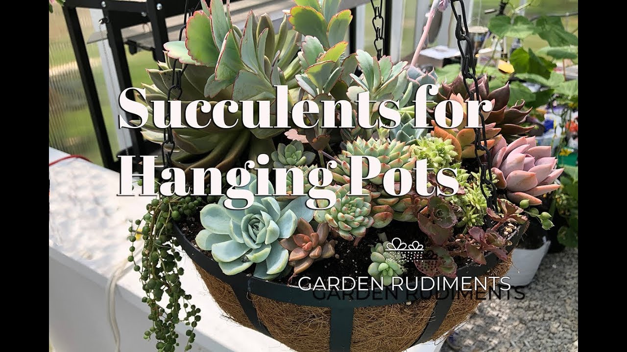 Succulents For Hanging Pots
