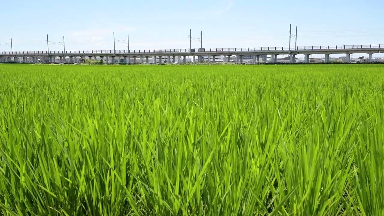 山陽新幹線・500系こだま【ハローキティ】・青田をゆく2　DSC 9110