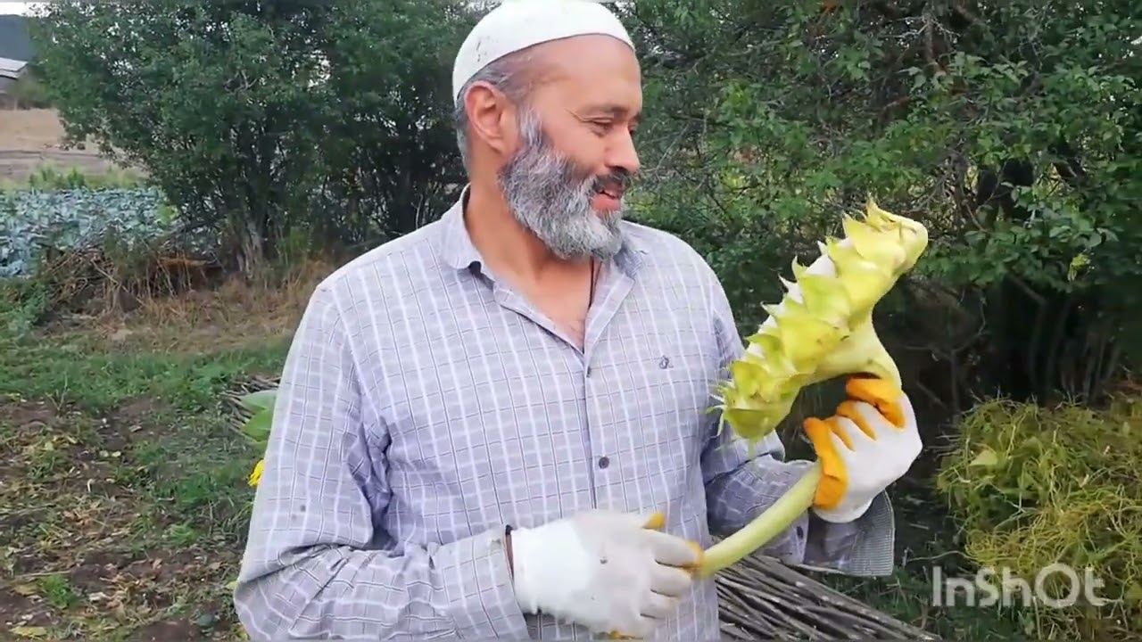 MESUDİYE LAHANA VE FASULYE HASAT TOPLAMA