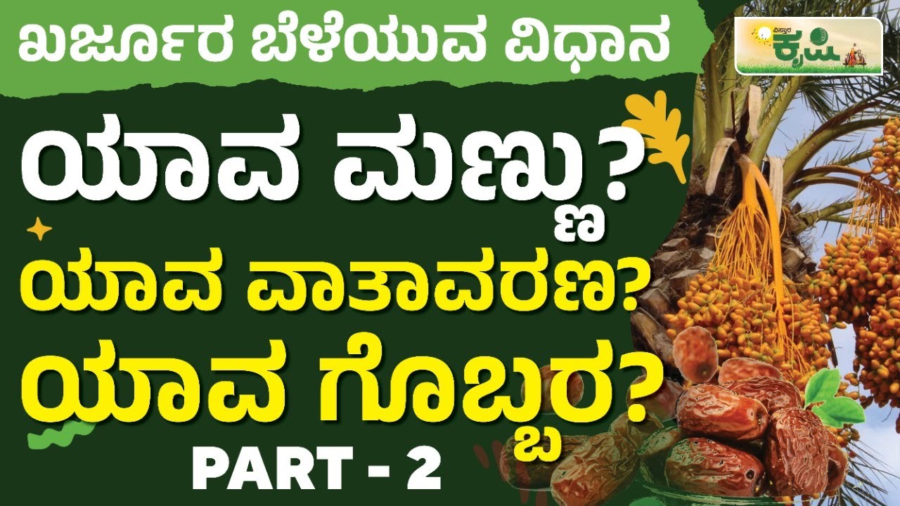 ಖರ್ಜೂರ ಬೆಳೆಯುವ ವಿಧಾನ ಯಾವ ಮಣ್ಣು? ಯಾವ ವಾತಾವರಣ? ಯಾವ ಗೊಬ್ಬರ? | Vistara Krishi | Dates Farming In Kannada