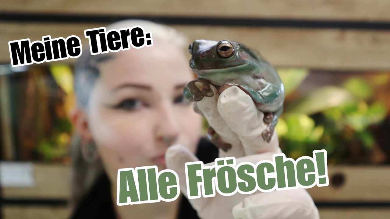 Meine Tiere: Alle Frösche! 🐸| Liliths Colorful Garden