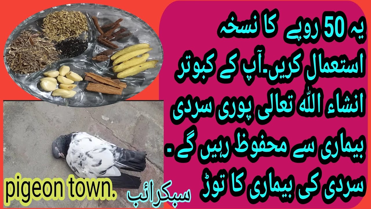 Sardio Main kabootaro k Leay Garam Pani ||Sardiyon Mein Kabootaron ke Liye Garam Pani || pigeon town