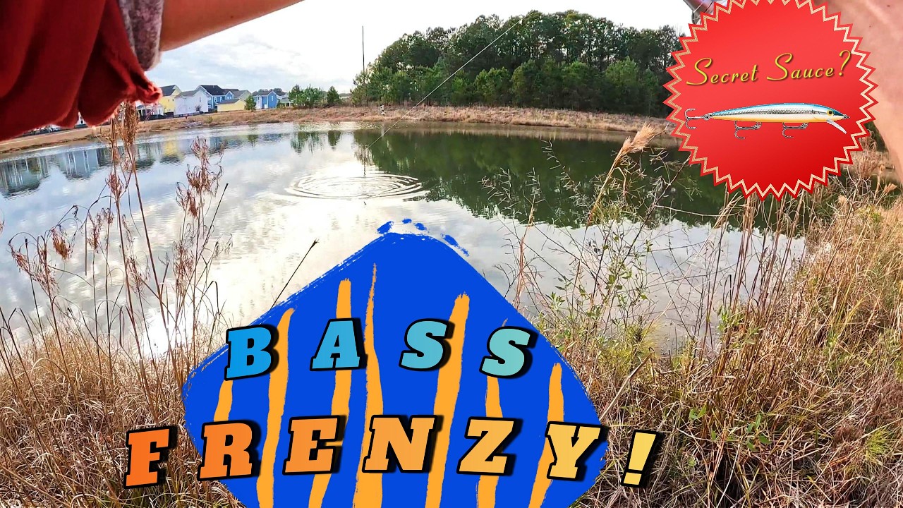 Pond Bass Frenzy!