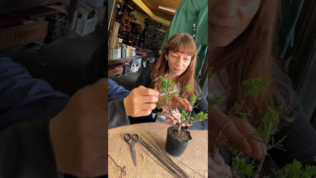 Bonsai Workshop in Tokyo