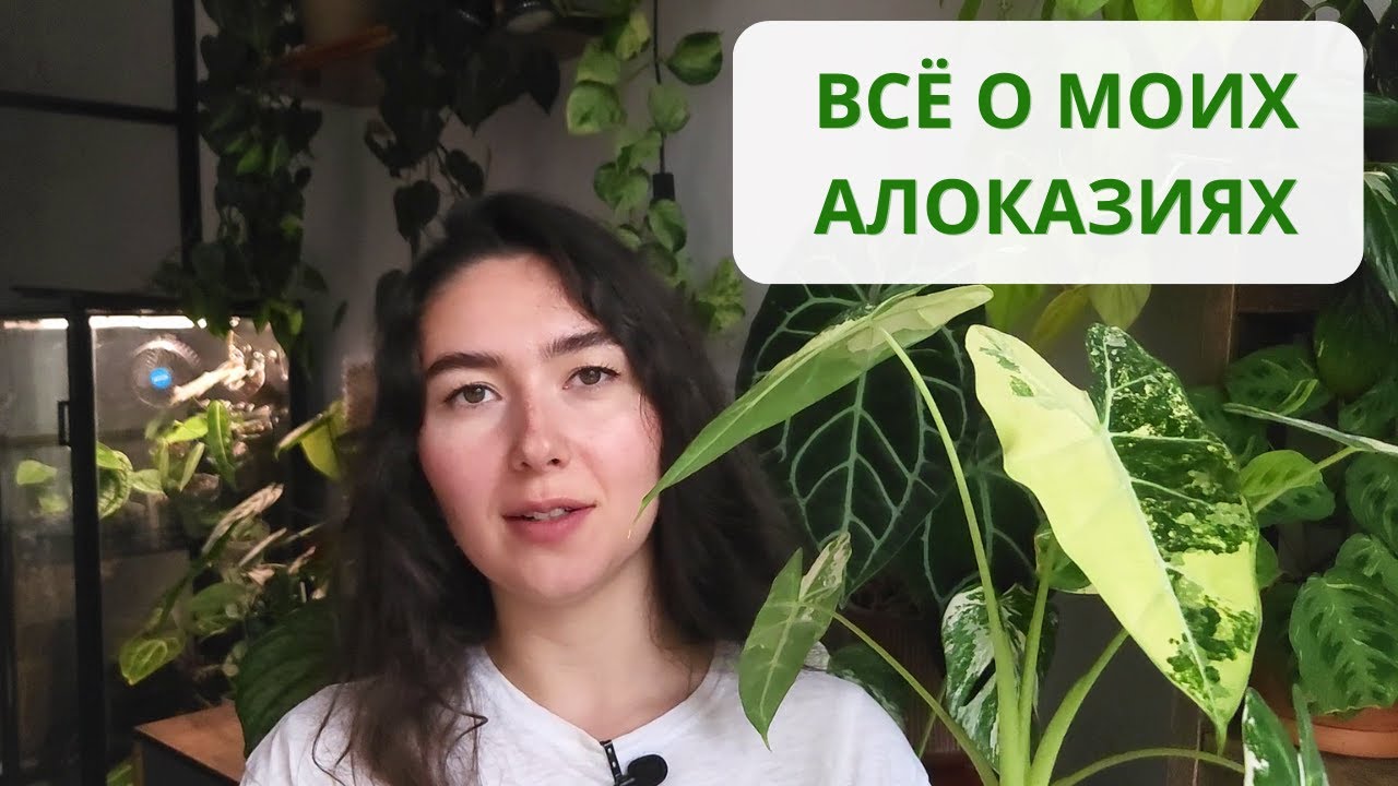 АЛОКАЗИИ: полив, ГРУНТ, удобрение / ОБЗОР всех моих АЛОКАЗИЙ