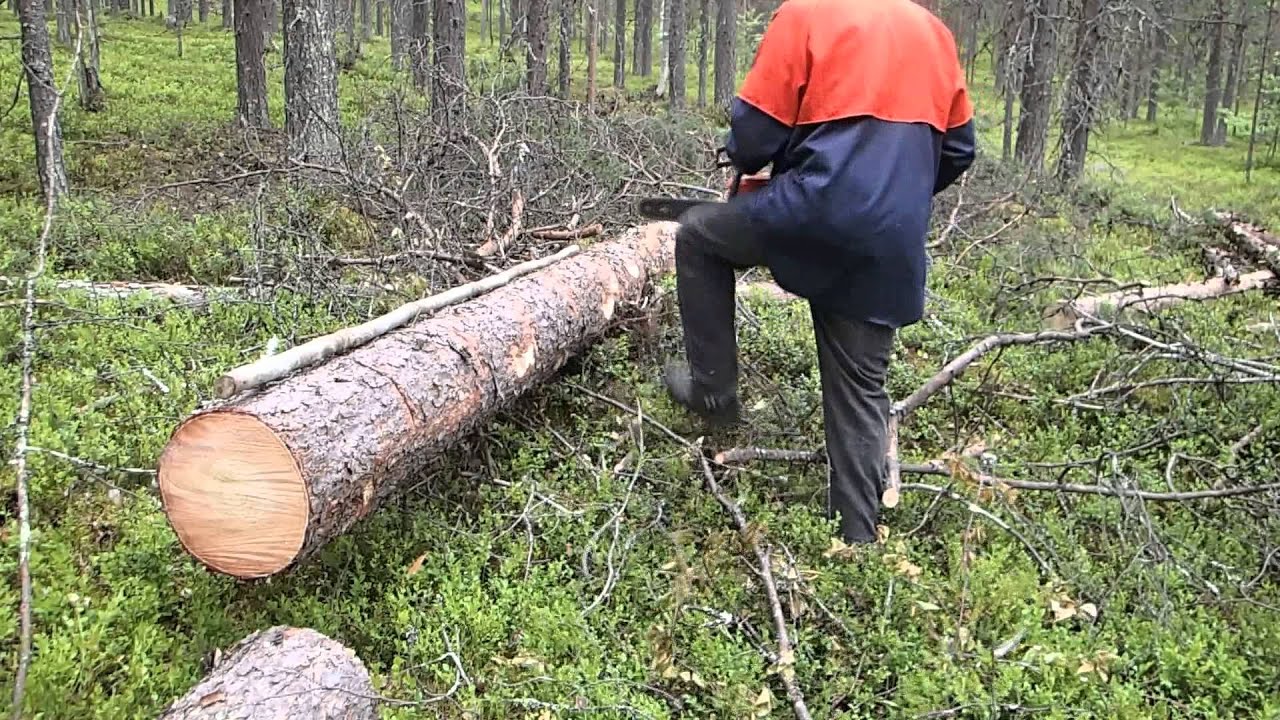 Suvantokumpu Virttiövaara 31.7.2015.Metsurointia Virtttiövaarassa. Husqvarna 242 XP professional.