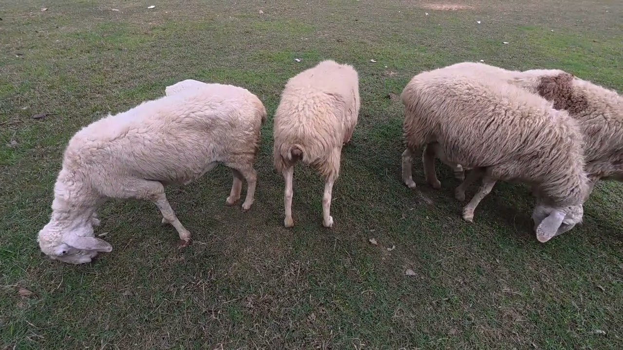 Fat-Tailed Sheep | Dumba animal | We Are Busy Chewing — Try Again Later! 🤐🤣 দুম্বা | ভেড়া