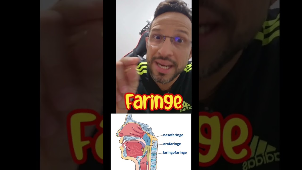 Faringe - Sistema Digestivo - Biologia com o Tubar&atilde;o em Segundos!