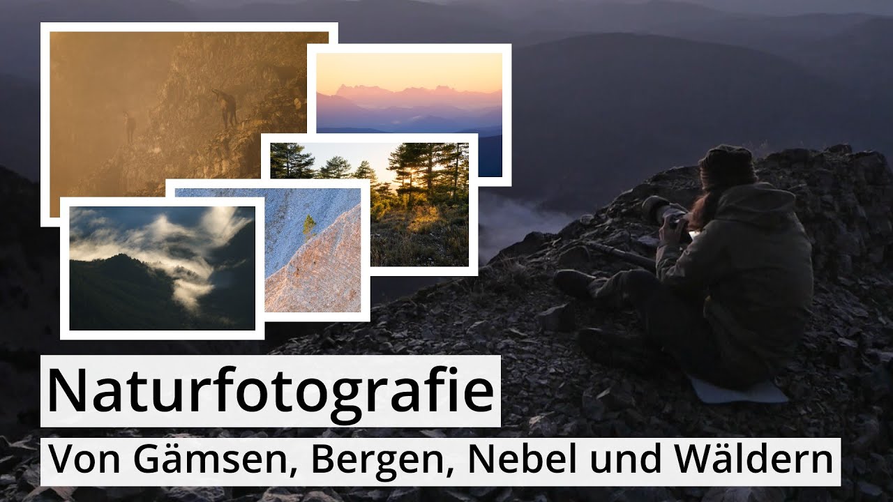 Naturfotografie: GÄMSEN, BERGE, NEBEL und WÄLDER | Die gleiche Geschichte in anderer Landschaft