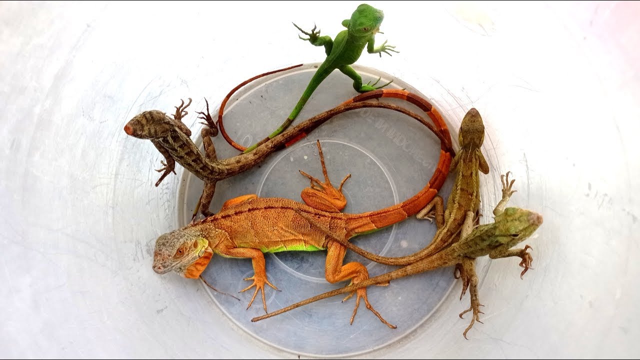 hunt various reptiles lizards, iguana,red iguana,green iguana,beautiful iguana,chameleon.