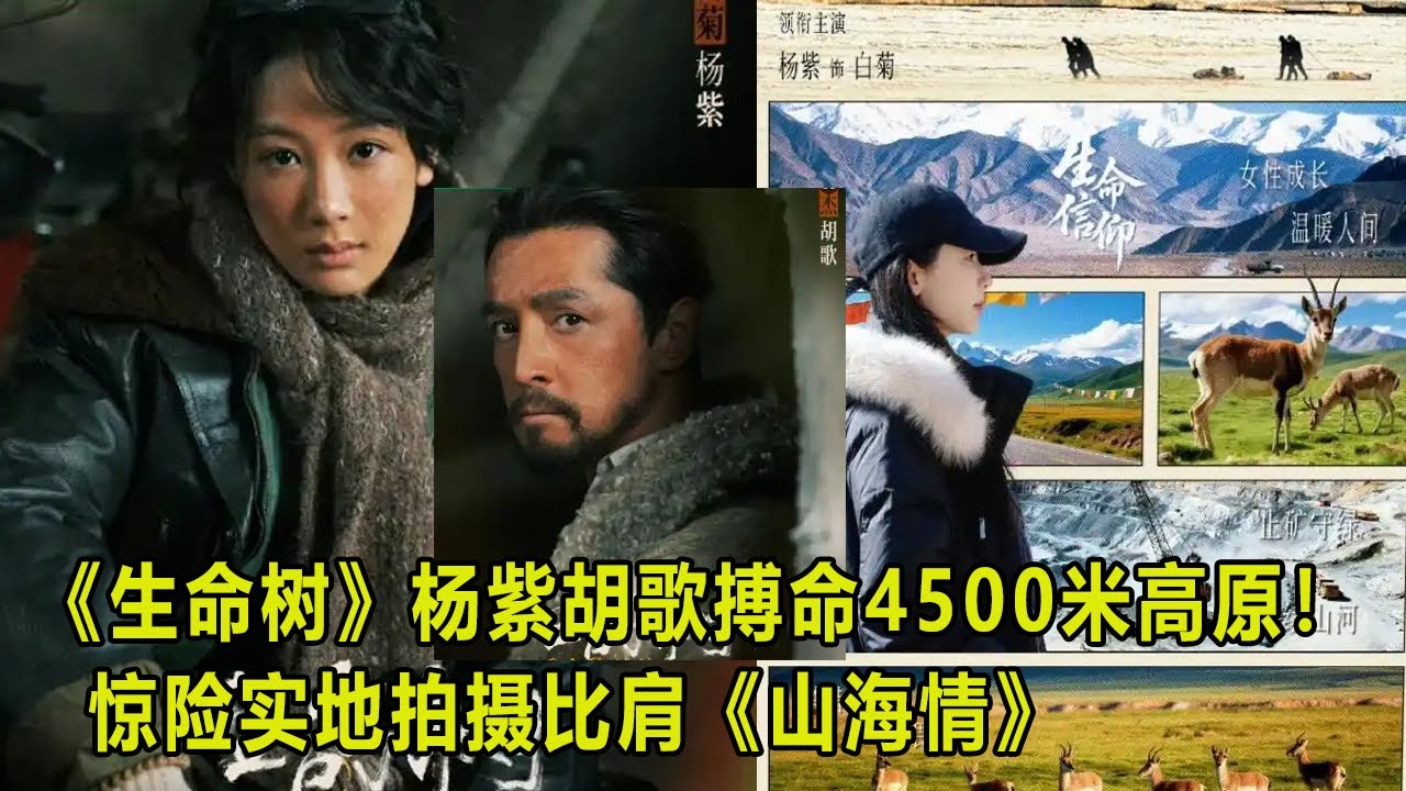 《生命树》杨紫胡歌搏命4500米高原！惊险实地拍摄比肩《山海情》