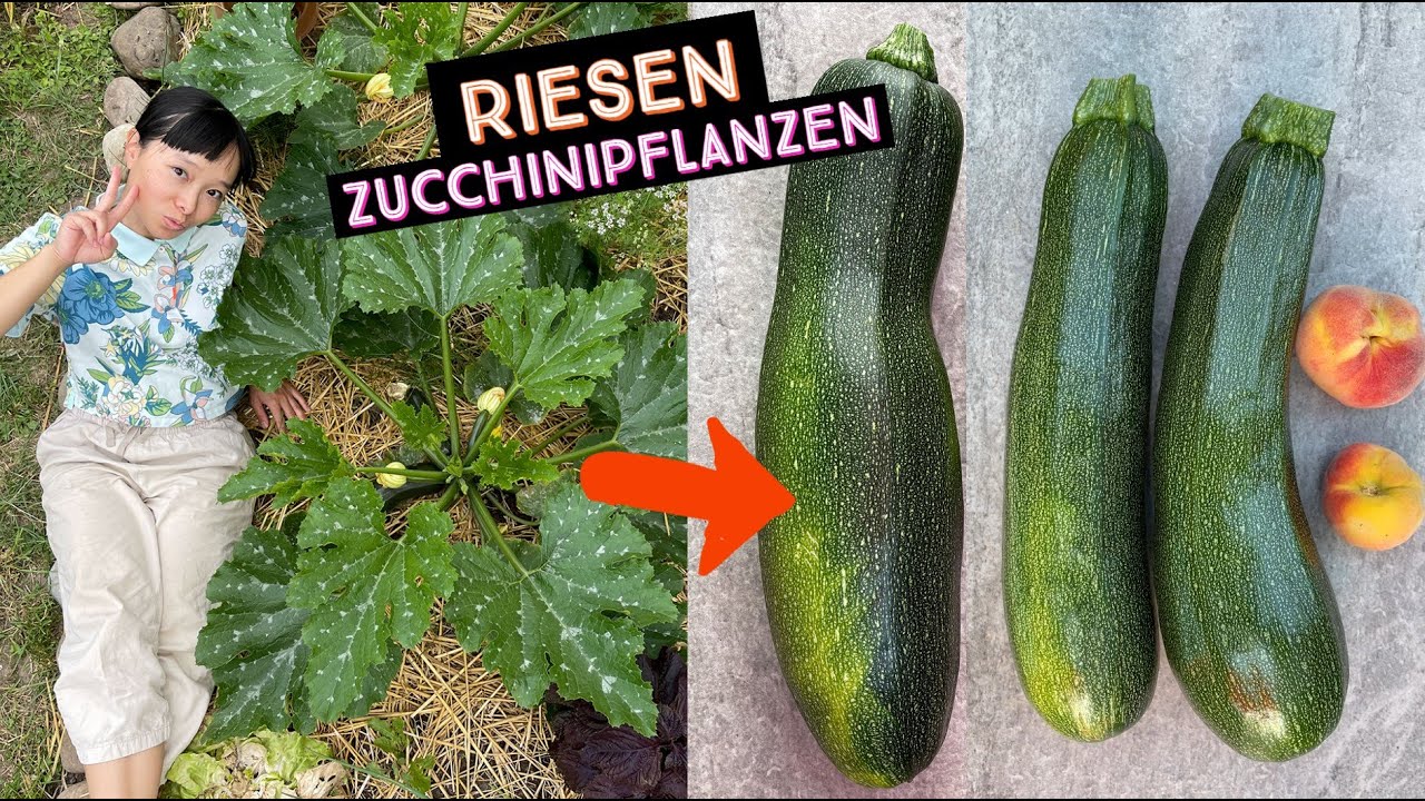 Tipps und Tricks für eine reiche Zucchini Ernte | Reupload