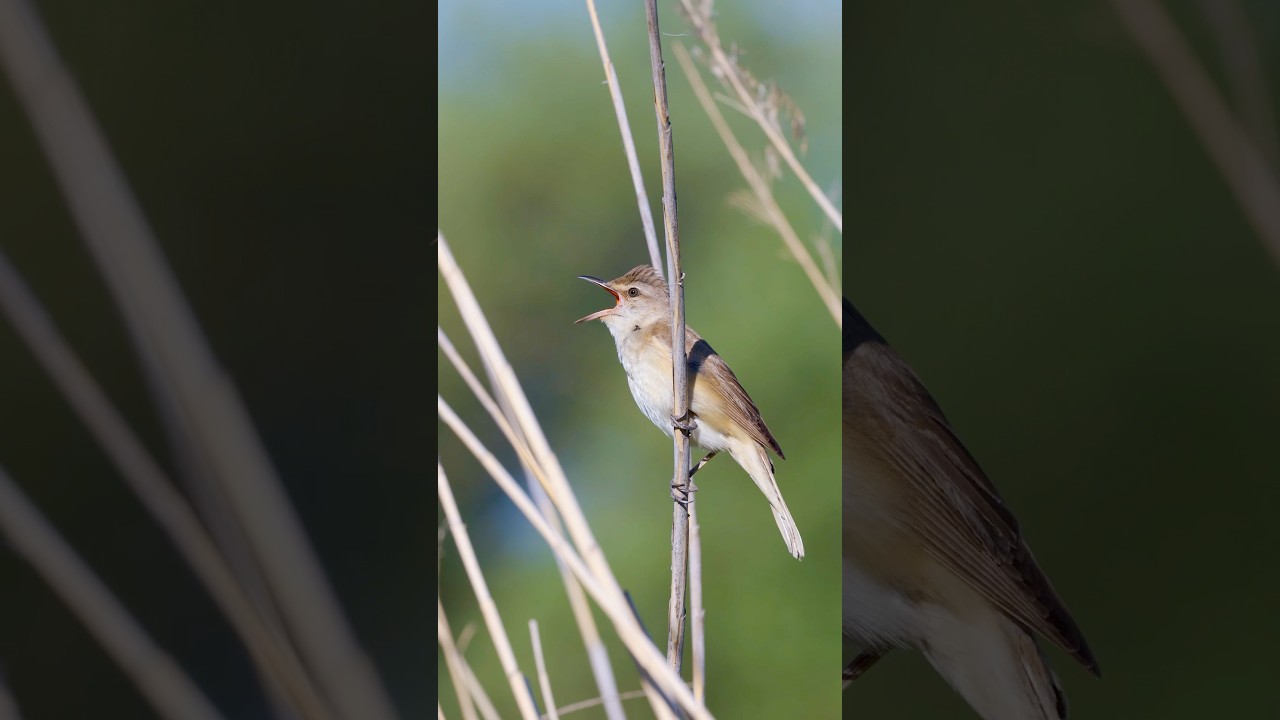 Great Reed Warbler Singing on the Reeds #birds #birdsounds #wildlife #nature