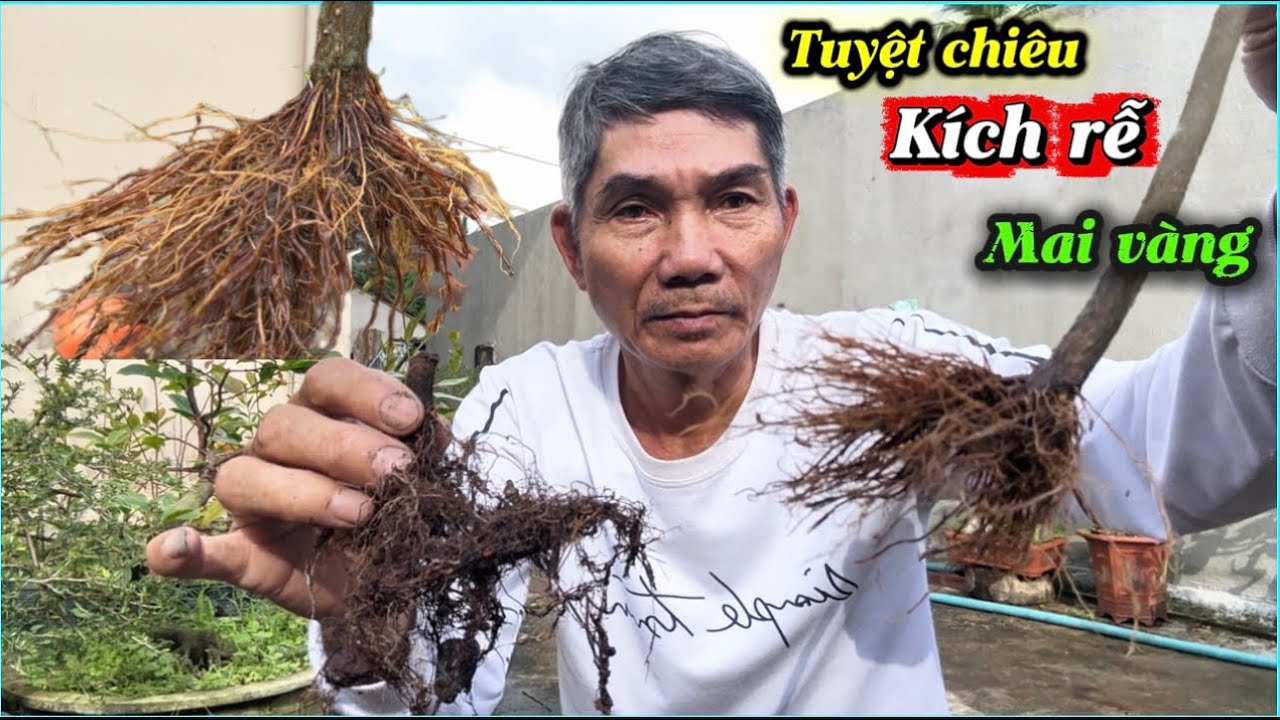 Tuyệt chiêu kích rễ mai -cây suy yếu mấy cũng ra 