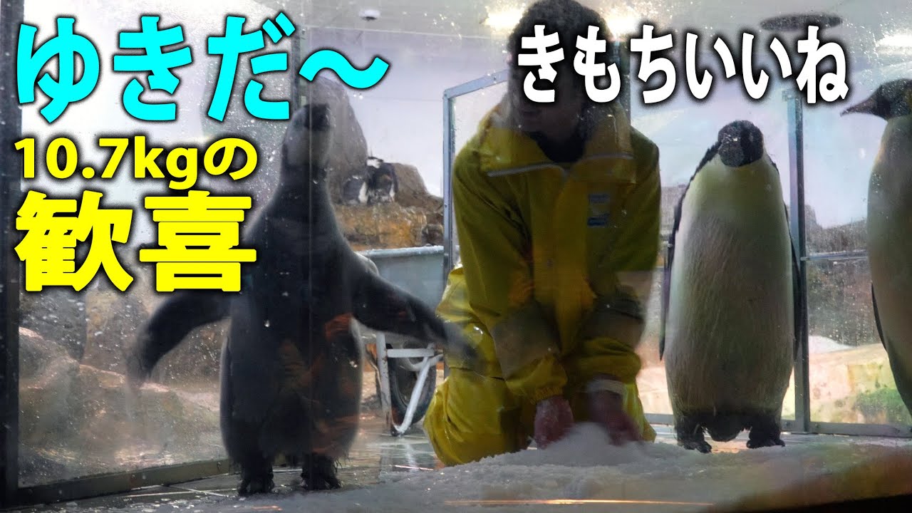 【大興奮】雪が降った！１０．７Kg 赤ちゃんペンギンの「歓喜の舞」と飼育員さんの優しい時間