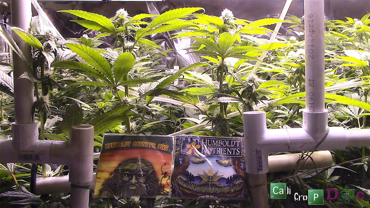 Humboldt County's Own vs Humboldt Nutrients The Great Grow Off Match 3 ep 1