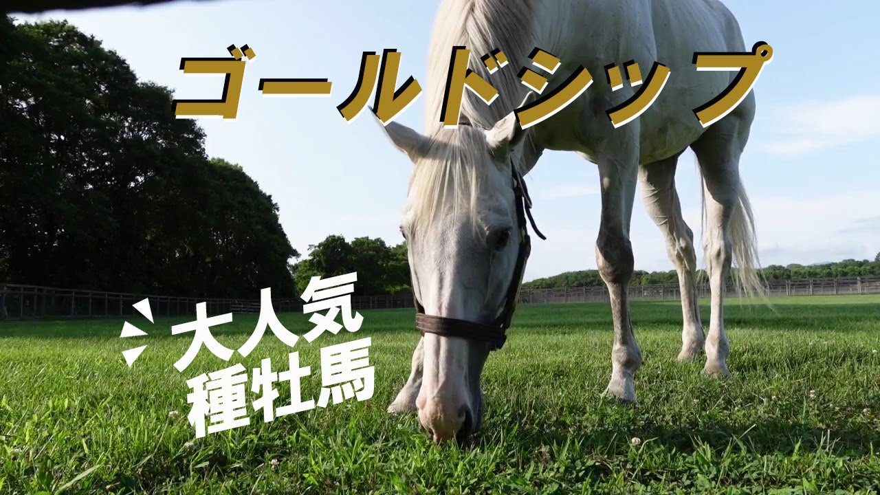 大人気種牡馬 ゴールドシップ Gold Ship