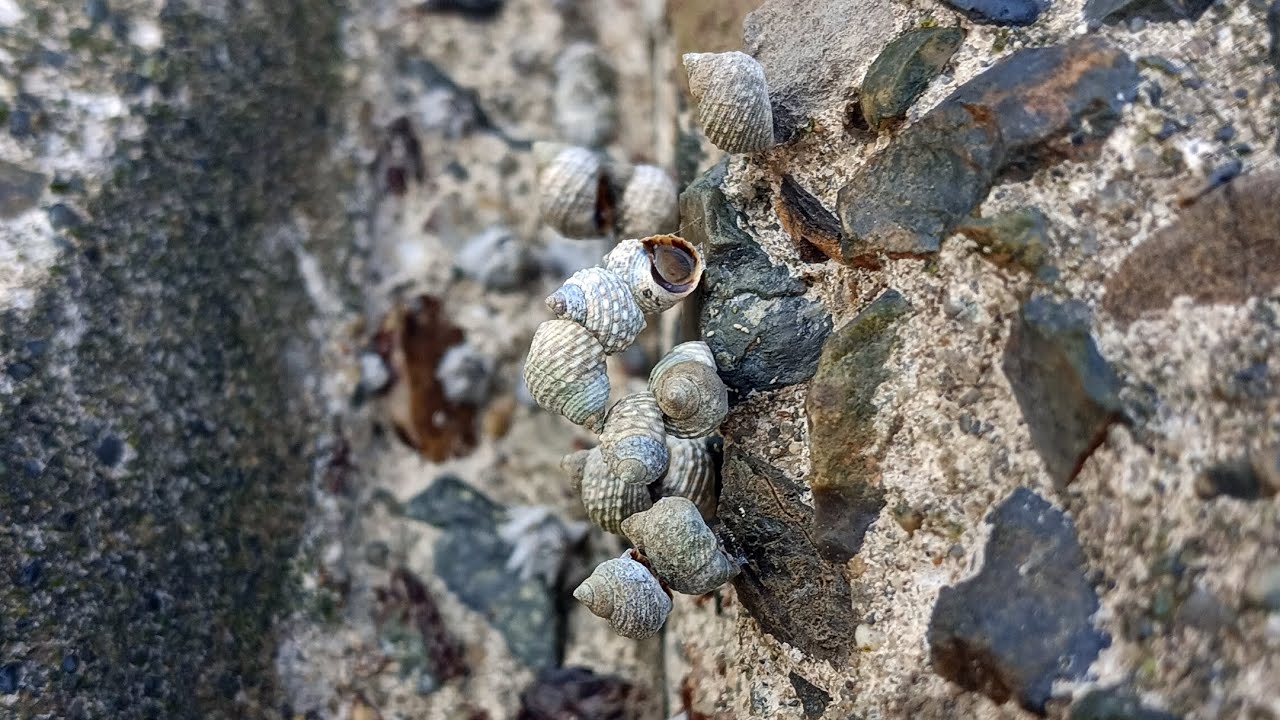 地面が熱くてつま先立ちするアラレタマキビ Echinolittorina radiata【浦安水辺の生き物図鑑】