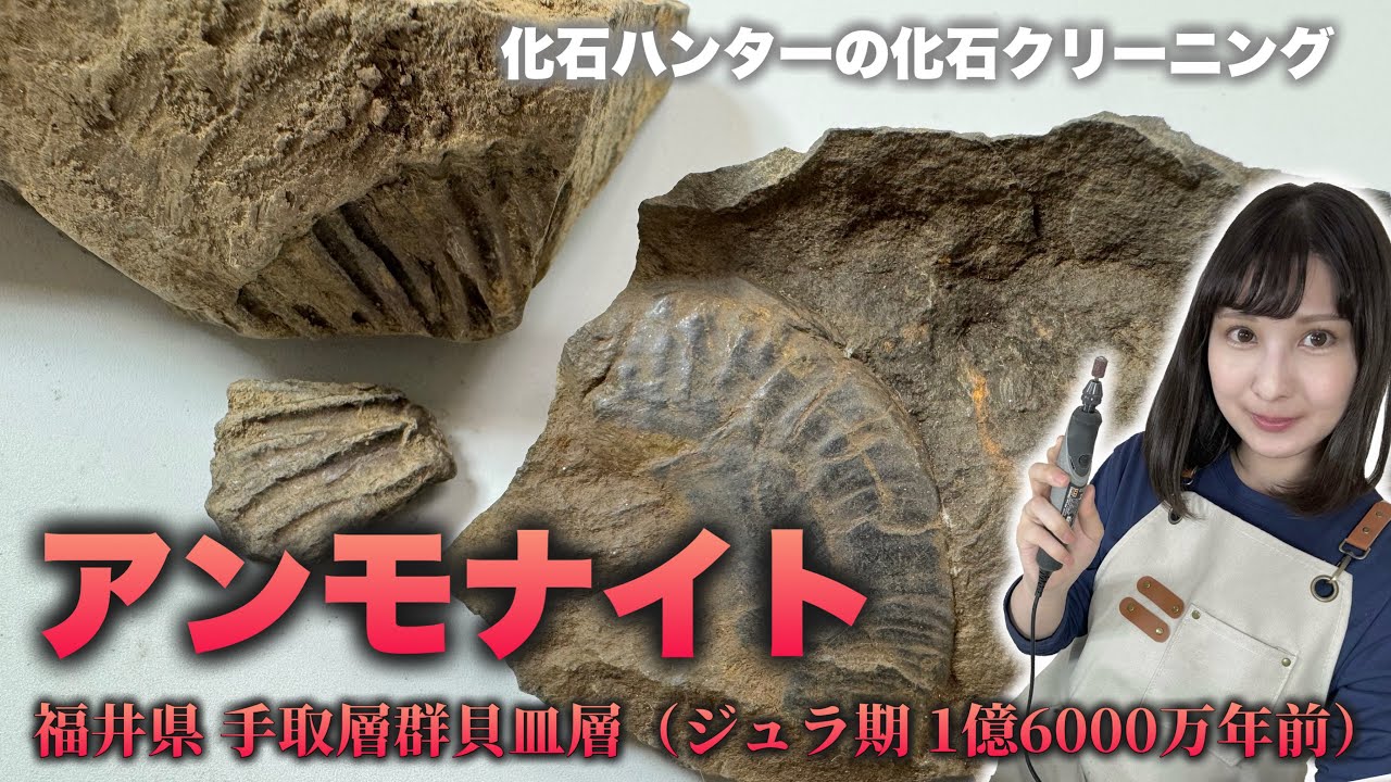 【化石クリーニング】福井産アンモナイトのクリーニングと修復方法！
