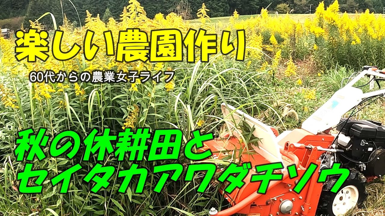 休耕田の草刈/セイタカアワダチソウをハンマーナイフモアで刈る