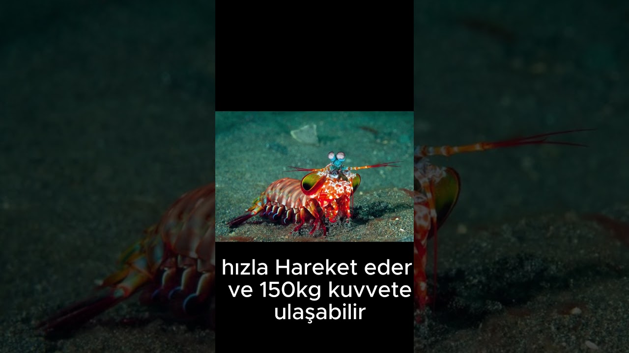 &Ccedil;ok bilinmeyen garip hayvanlar. #hayvanlar #yapayzeka