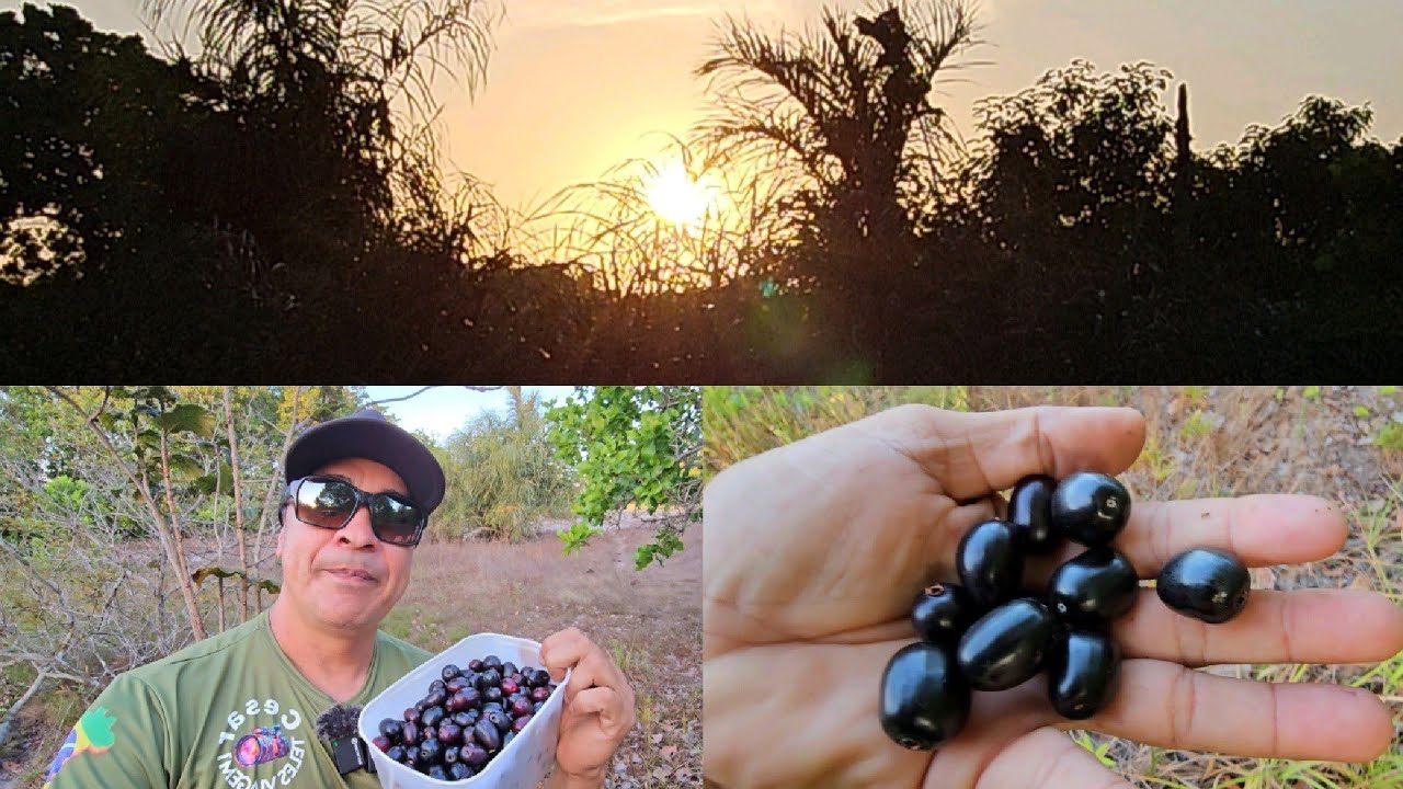 AZEITONA PRETA UMA FRUTA MUITO BOA CARIRI DAS AGUAS AMONTADA CEARÁ 