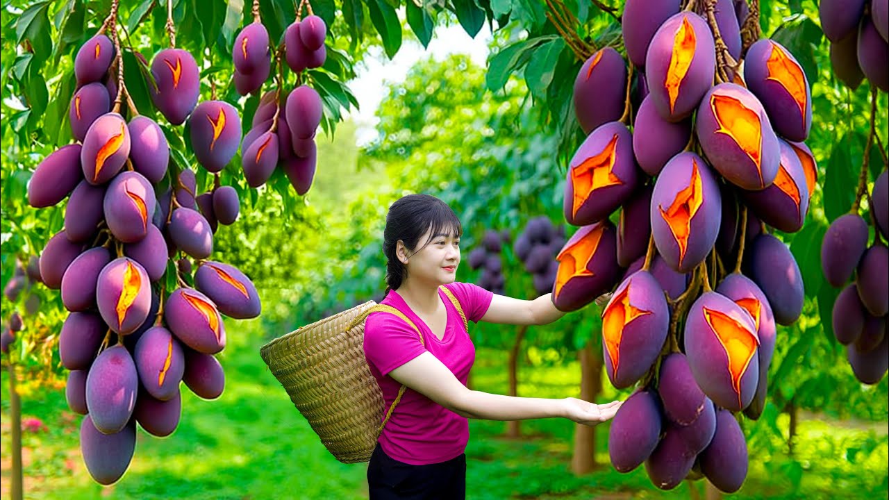 Harvesting Sweet Giant Purple Mango & Making Delicious Grilled Fish | Secret Village Recipe