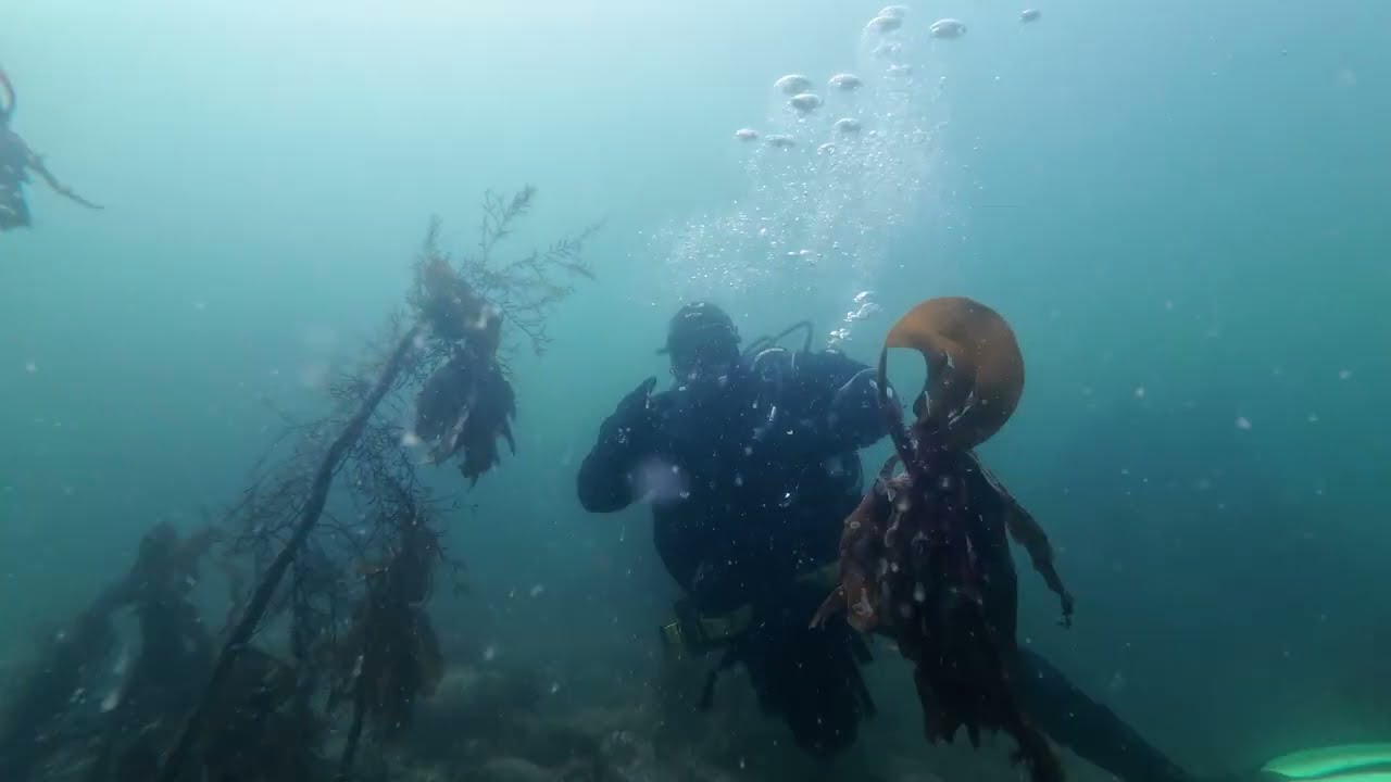 Findochty Dive I