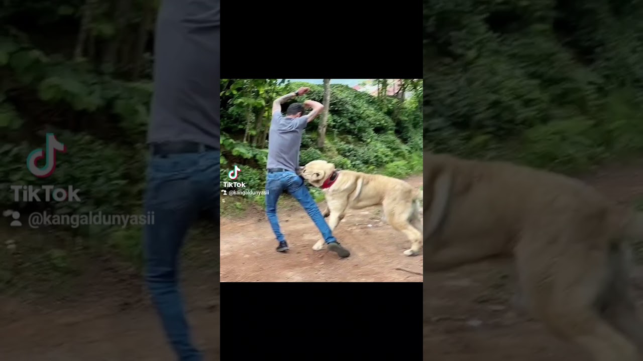 100 kiloluk Dev Kangal adamı Par&ccedil;aladı #shorts