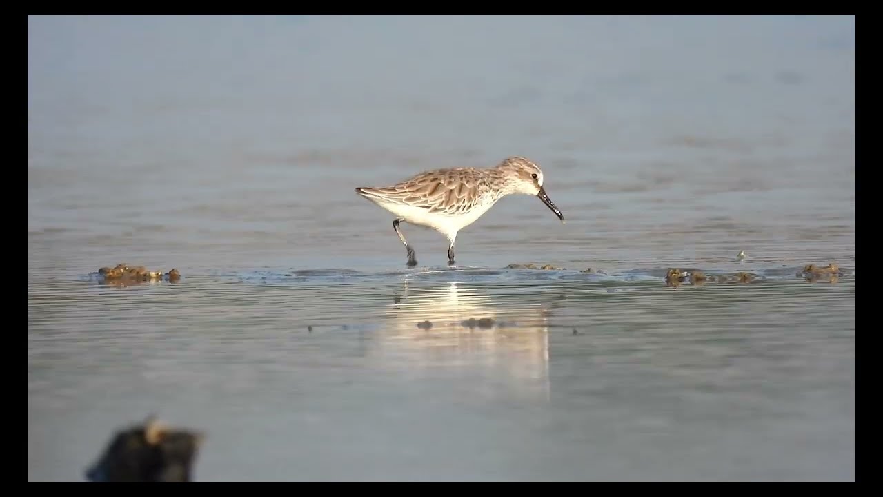 Rare Sighting! Broad-billed Sandpiper(Calidris falcinellus) Foraging Up Close.