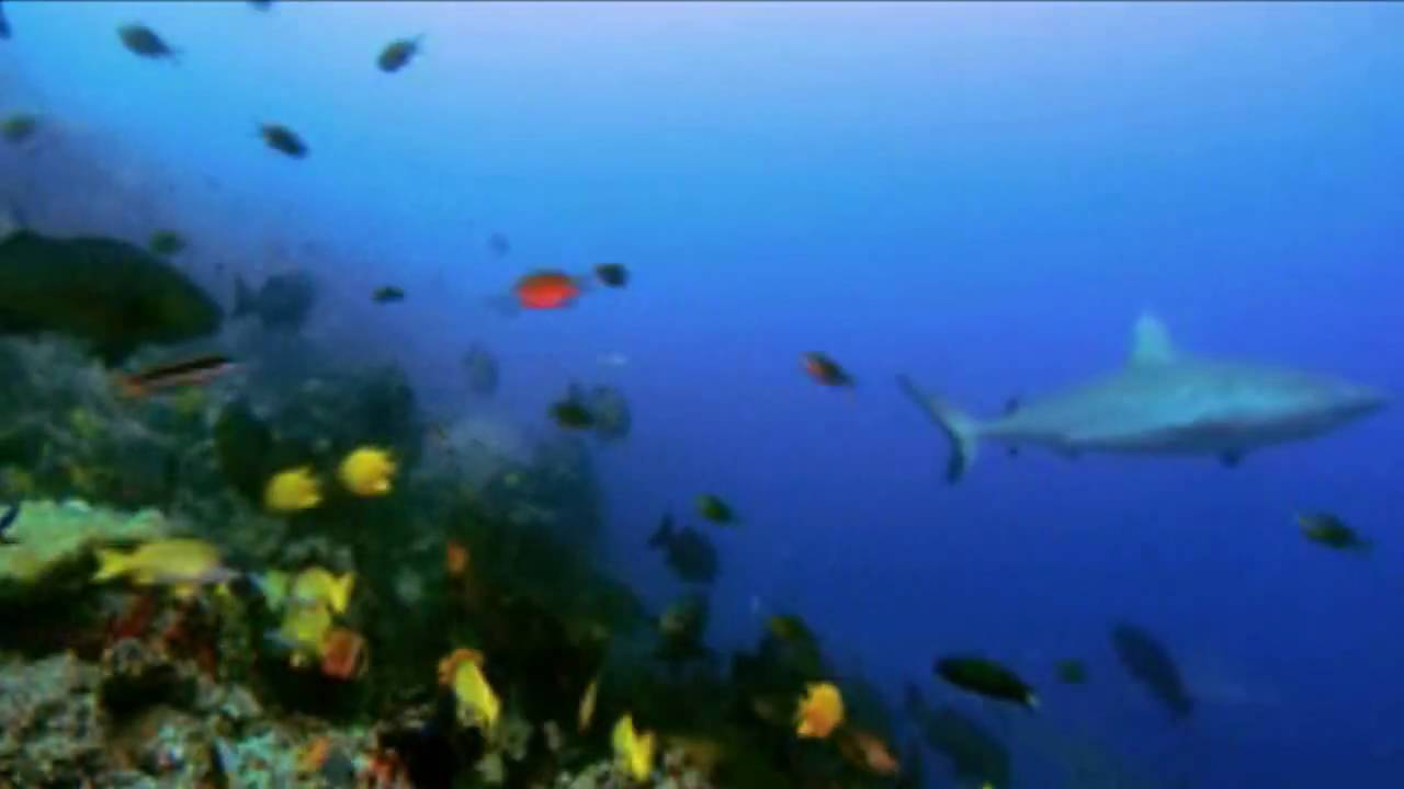 SOLAR FIELDS~Spiritual Ocean