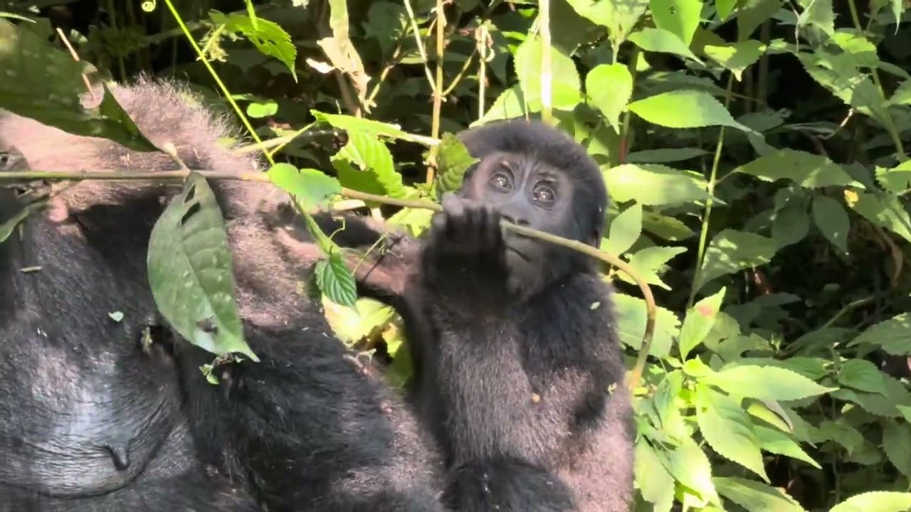 Bwindi Impenetrable Forest, Gorilla Trekking - Part Two (Bwindi Lodge, Volcano Safaris) 