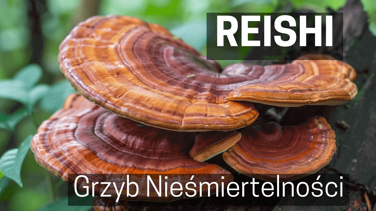 Wiosna! Pora wstawać! | Reishi: Grzyb nieśmiertelności | Wstęp + Ewelina Lisak PART 1/2