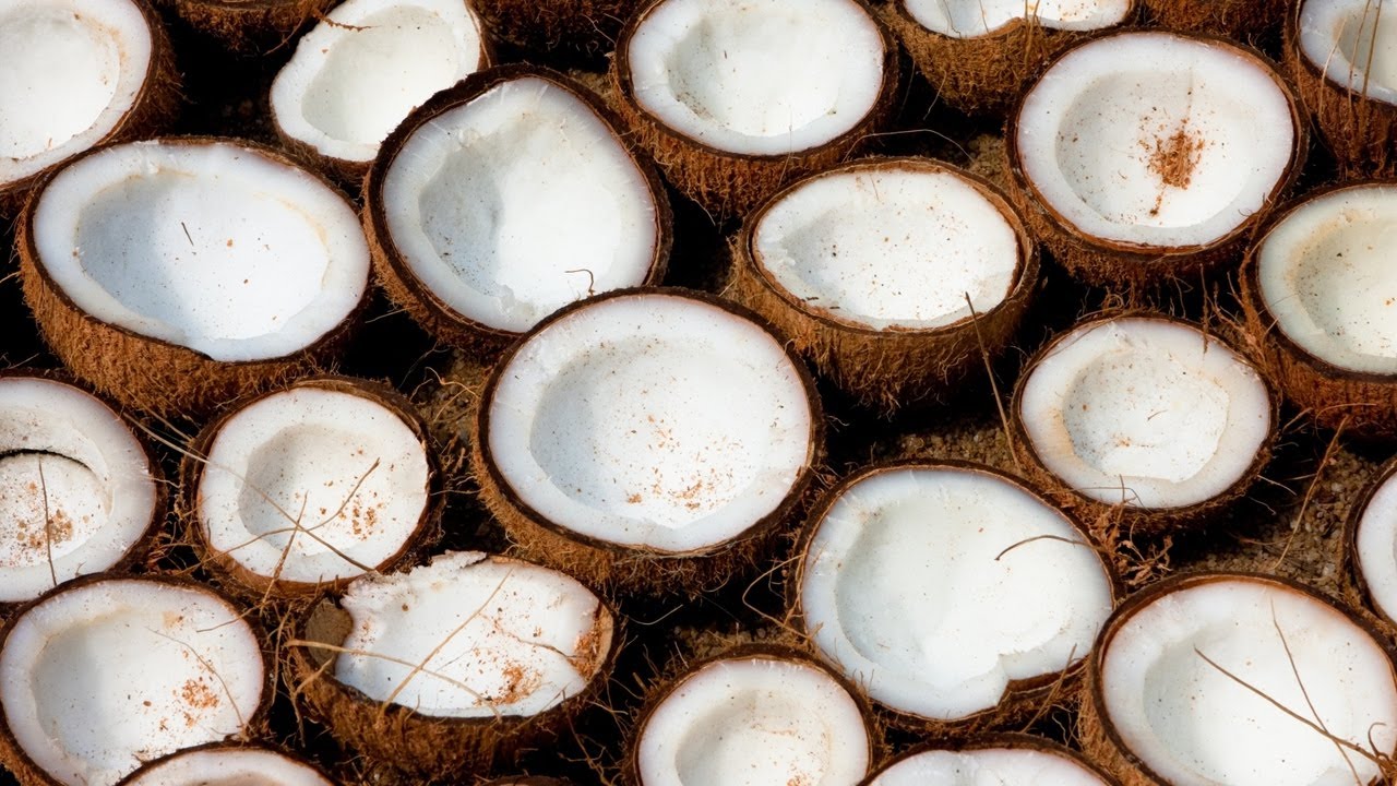 Solomon Islands coconut industry under threat
